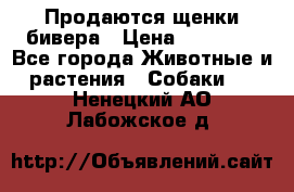 Продаются щенки бивера › Цена ­ 25 000 - Все города Животные и растения » Собаки   . Ненецкий АО,Лабожское д.